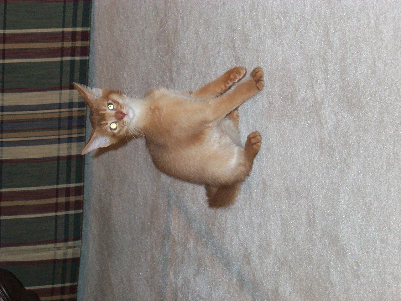 cat