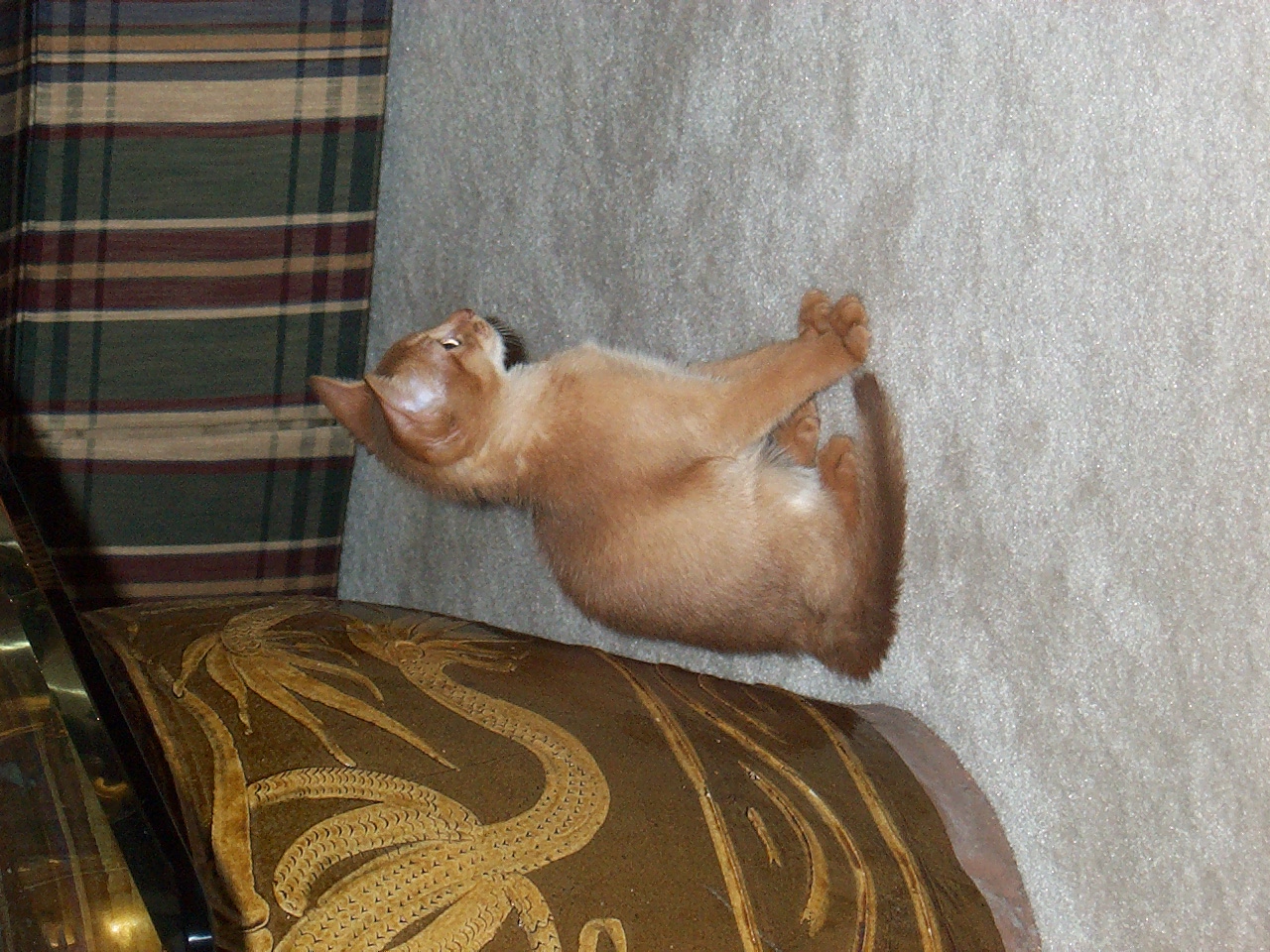 cat
