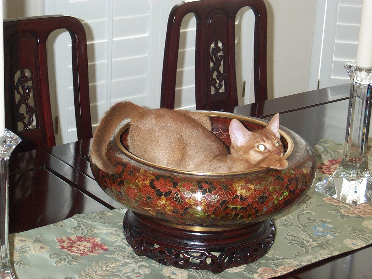 cat