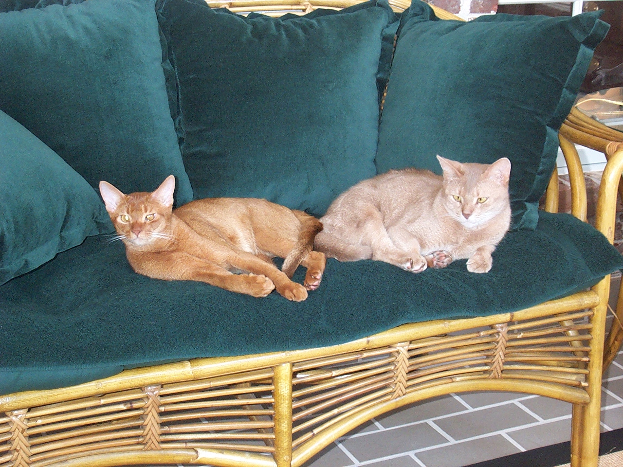 cat