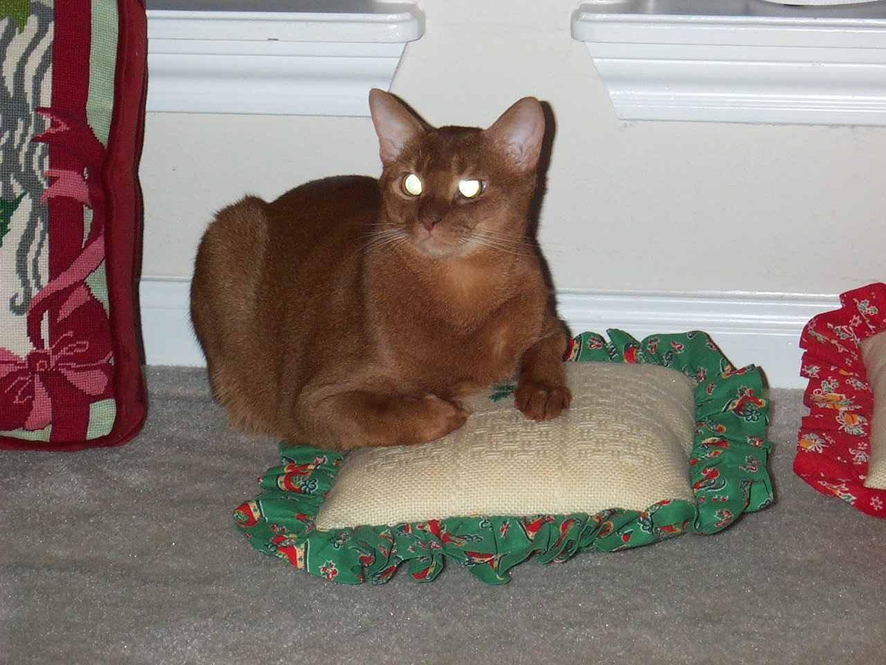 cat