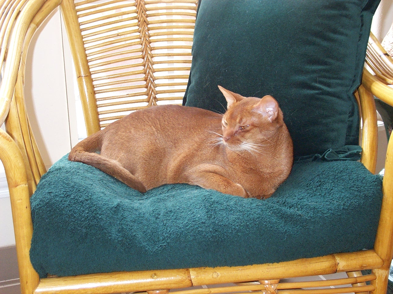cat