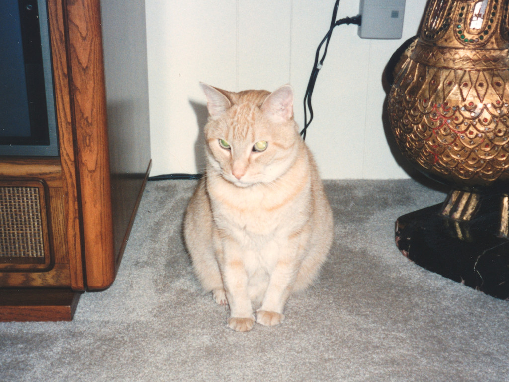 cat