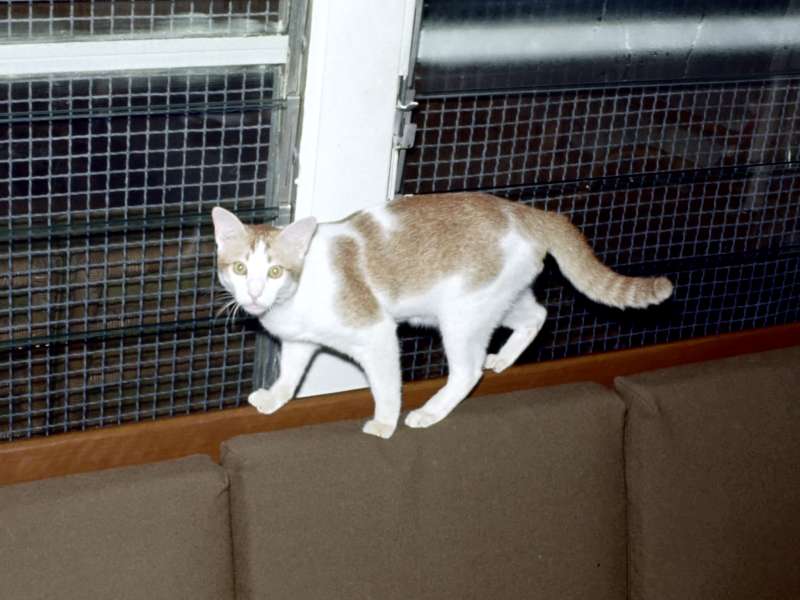 cat