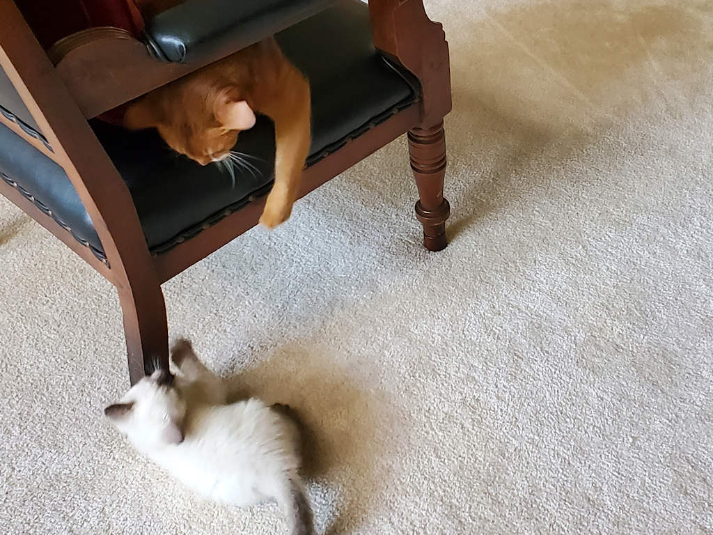 cat