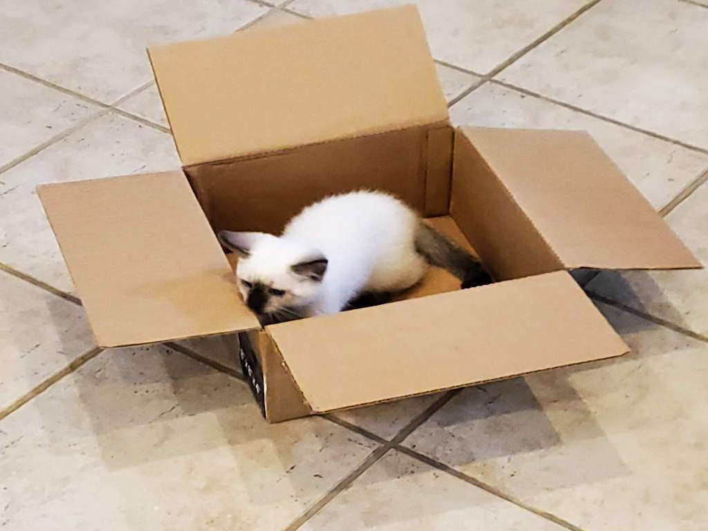 cat