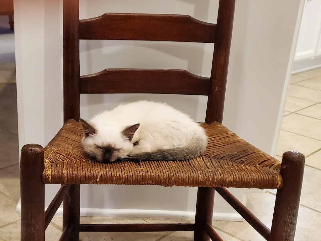 cat