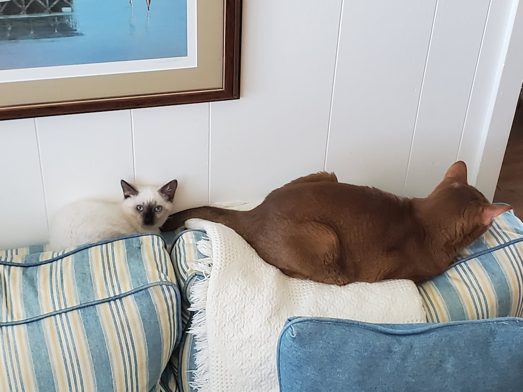 cat