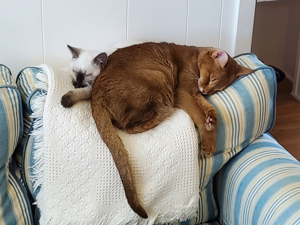 cat