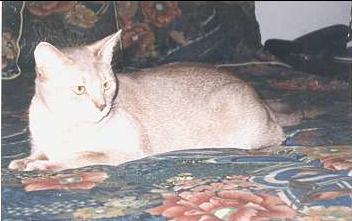 bbalert.jpg (14643 bytes)