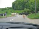 Cattle Crossing