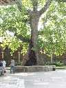 Hollow Tree